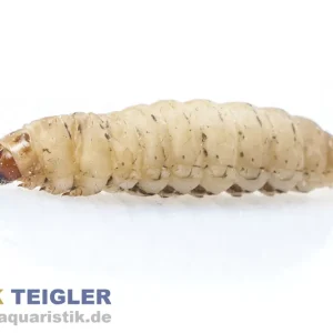 Sofort Bestellen Wachsmaden (Bienenmaden/Wachsmottenlarven), Dose 18 g